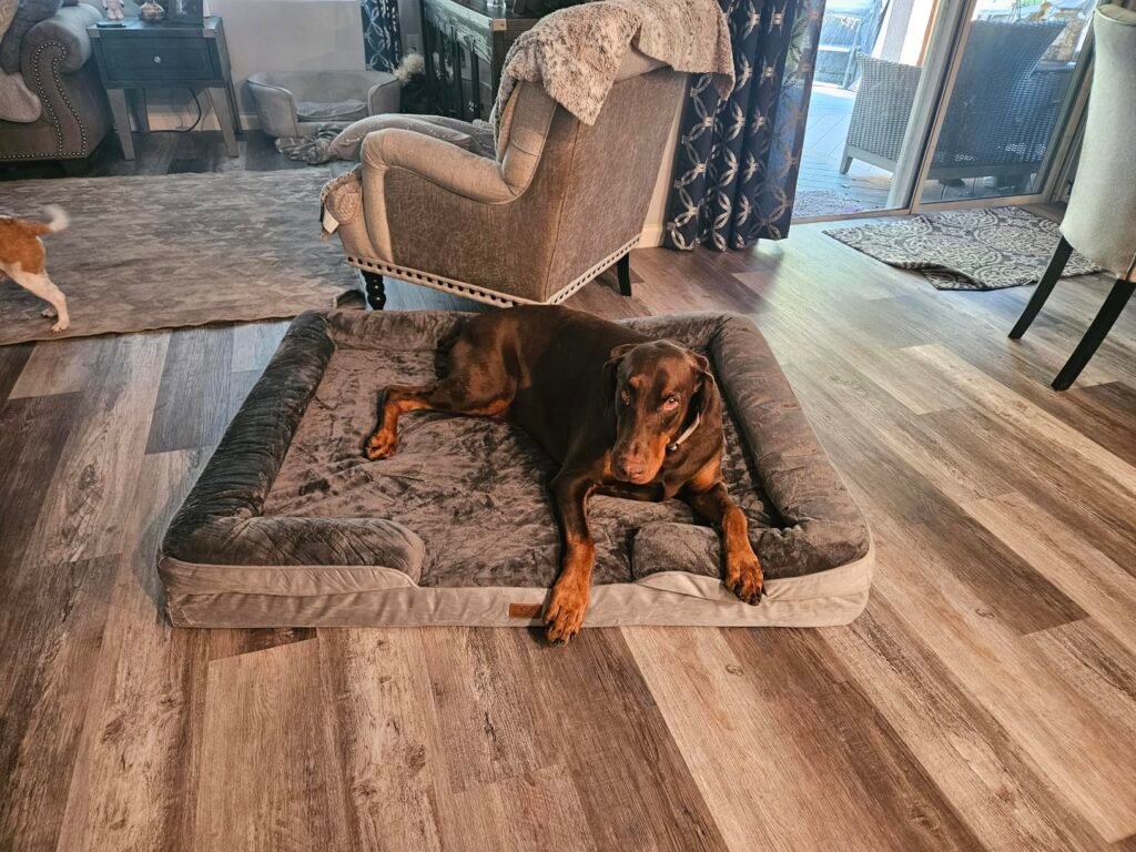 dog sofa beds