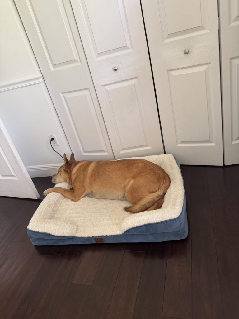 dog sofa beds for large dogs