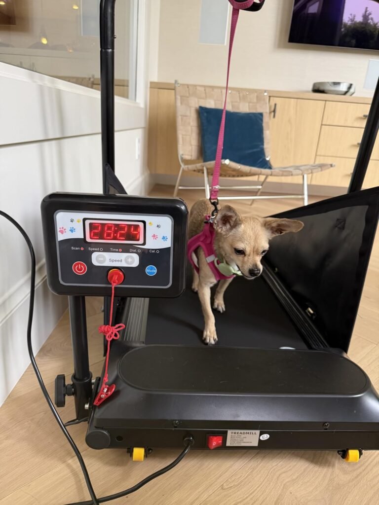 dog treadmill